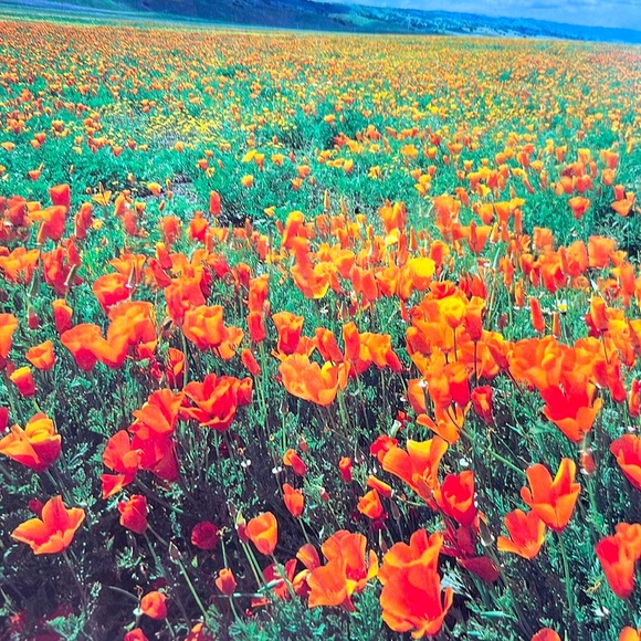 USPS Wildflowers A Collection Of U.S. Commemorative Stamps Hardcover Book - Picture 11 of 16